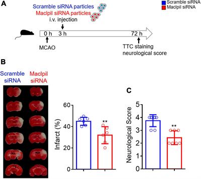 Frontiers Systemically Silencing Long Non Coding Rnas Maclpil With